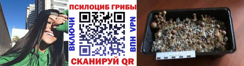 Псилоцибиновые грибы ЛСД  Купить закладки  Людиново 